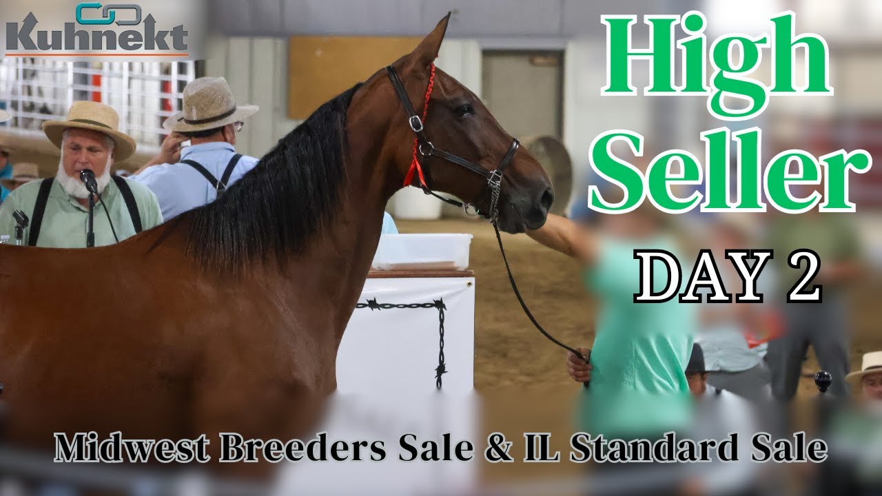 Highest Seller from Day 2 at the Midwest Breeders Sale & IL Standard Sale