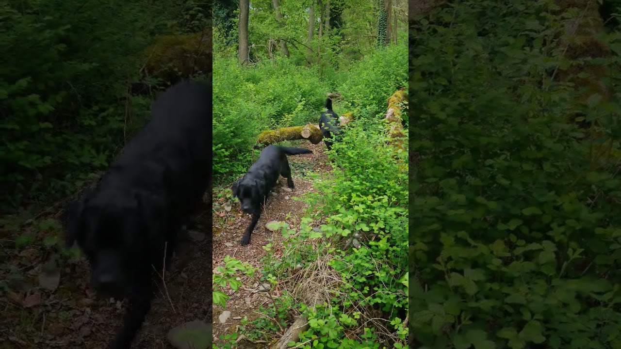 we zijn weer op pad  #camper #labradors #Belgi&euml; #ardennen