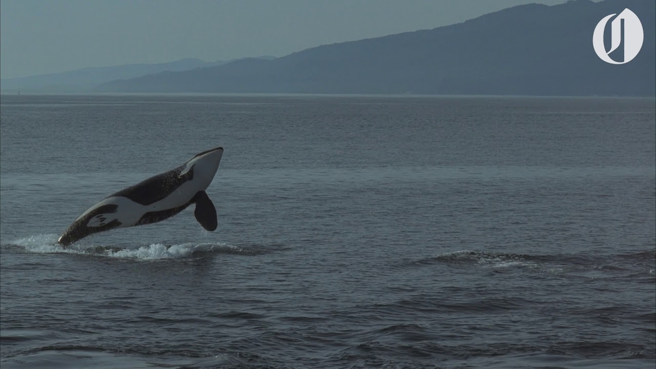 You've Never Seen Washington Like This: San Juan Orcas