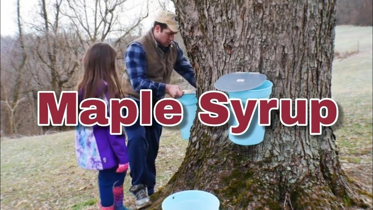 FIRST TIME Making Maple Syrup On The Farm
