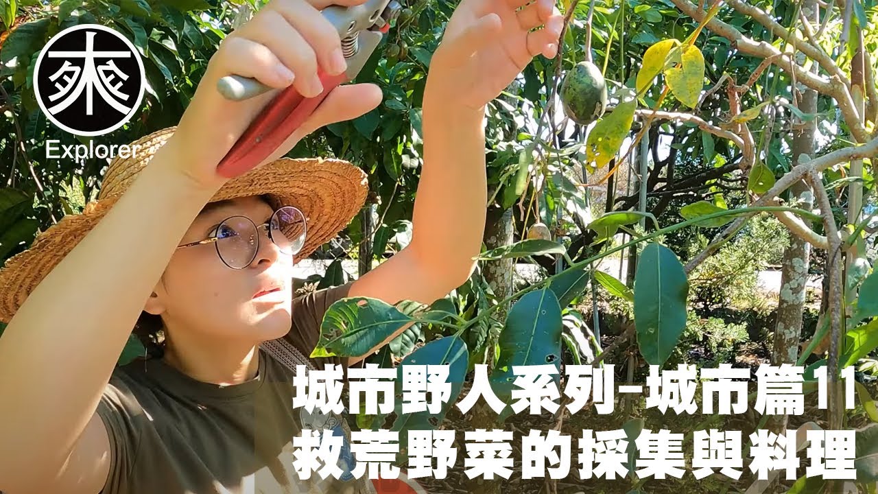 台灣野菜採集料理11，屏東高士佛部落美景紀錄，沙梨橄欖醃製、沙梨橄欖排骨湯料理、可可果莢鮮果汁、野牡丹可食果｜屏東高士佛部落美景紀錄｜探路者城市野人野菜系列，城市篇11