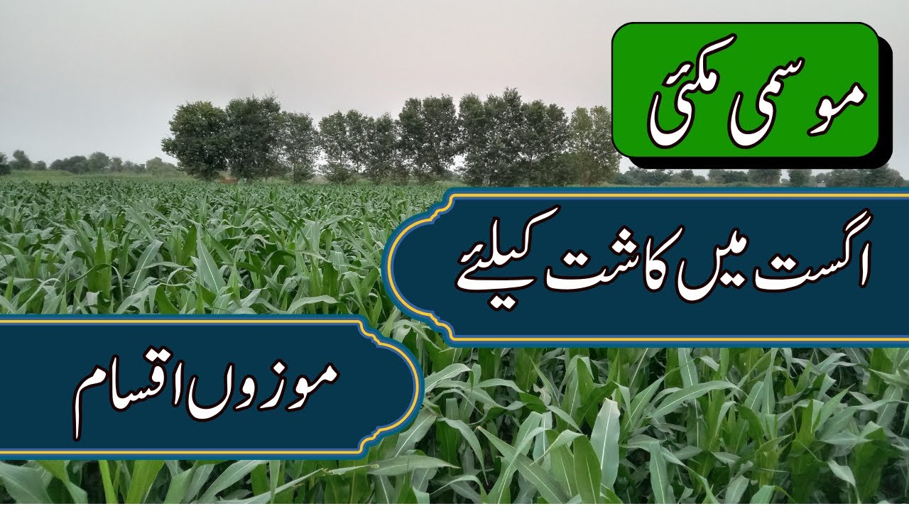 Varieties suitable for seasonal maize cultivation |موسمی مکئی کی کاشت کیلئے موزوں اقسام