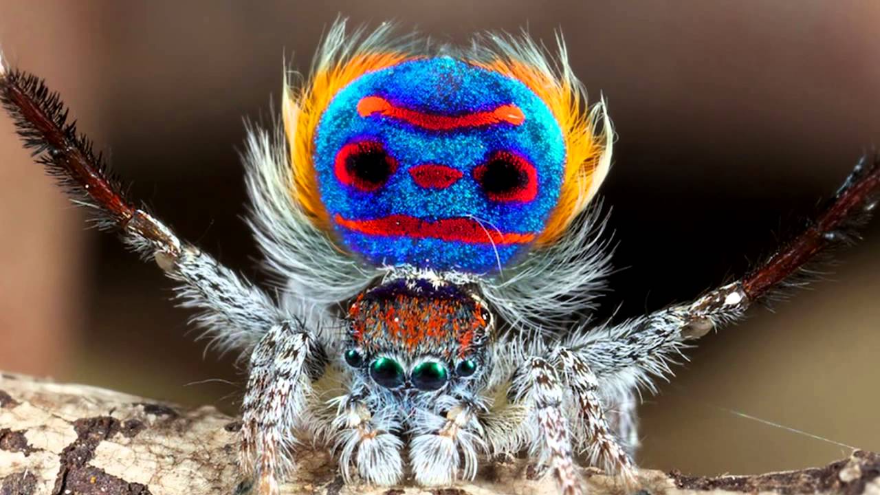 10 Cool And Creepy Arachnid Behaviors