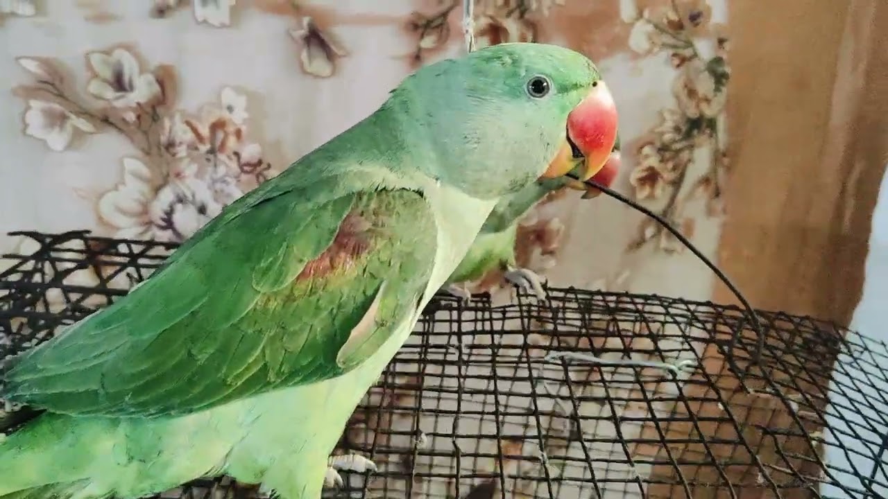 #mitthu# bete #🦜🦜🦜🌺mitthu# mitthu mitthu# viral video#🙏🙏💐🦜🦜🦜💐🙏🙏