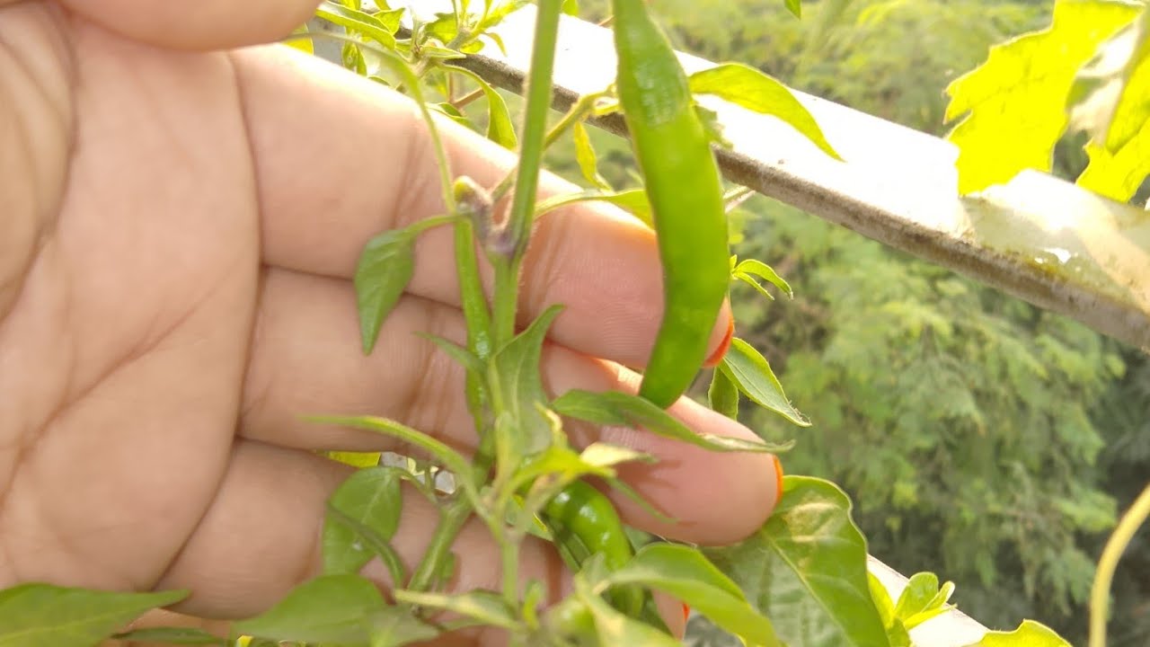 আমার রান্নাঘর রান্নাবান্না is live শুভ সকাল বন্ধুরা সবাই কেমন আছেন