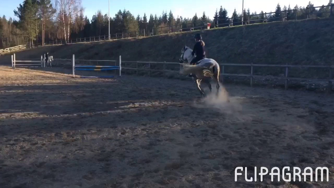 Amazing grey 2/4 hopptr&auml;ning