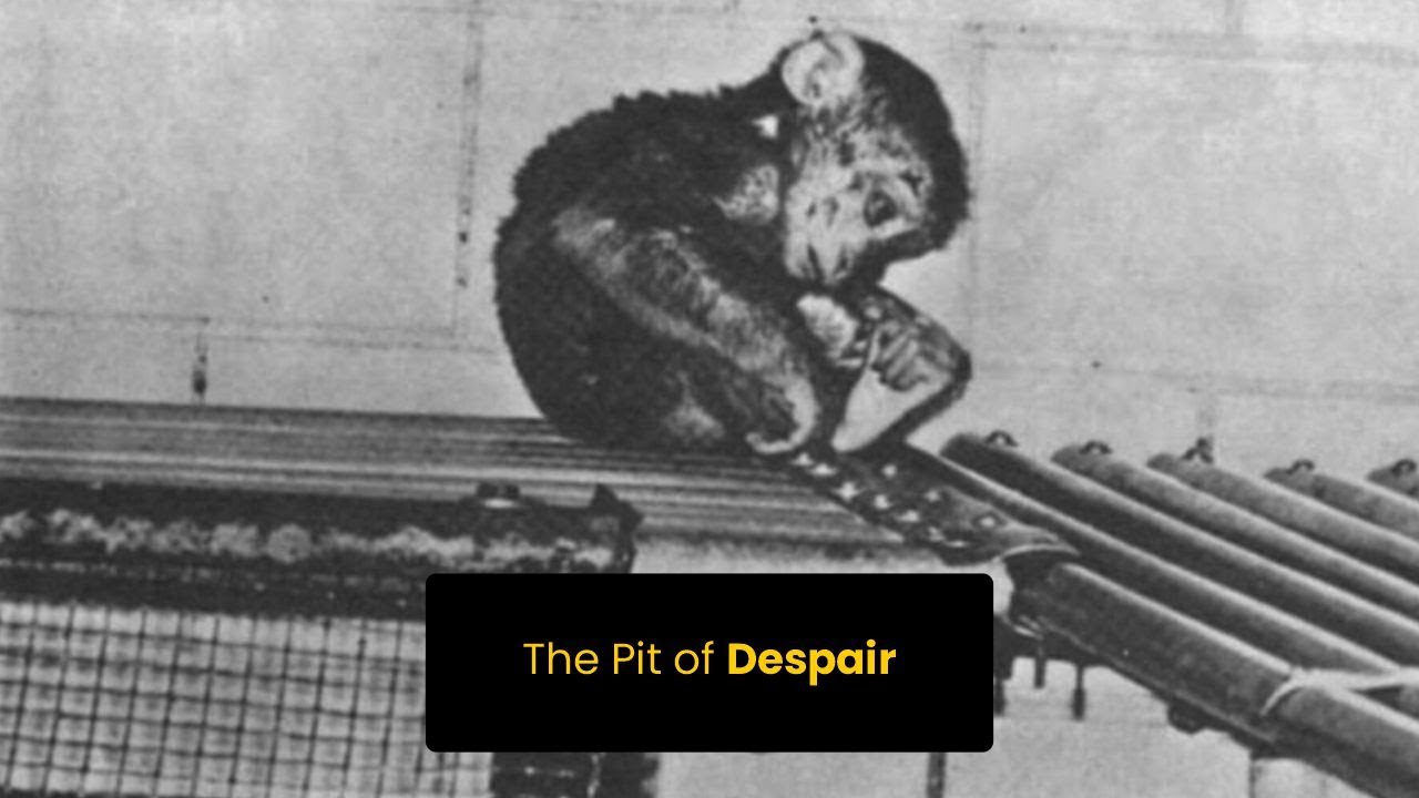 The Pit of Despair | Harry Harlow Monkey experiment | Harlow rhesus monkeys | Love | Online Docs