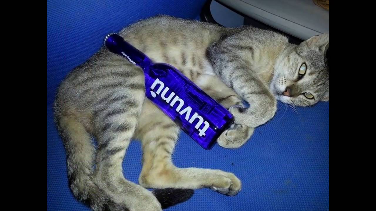 tuvunu  2015 year in review