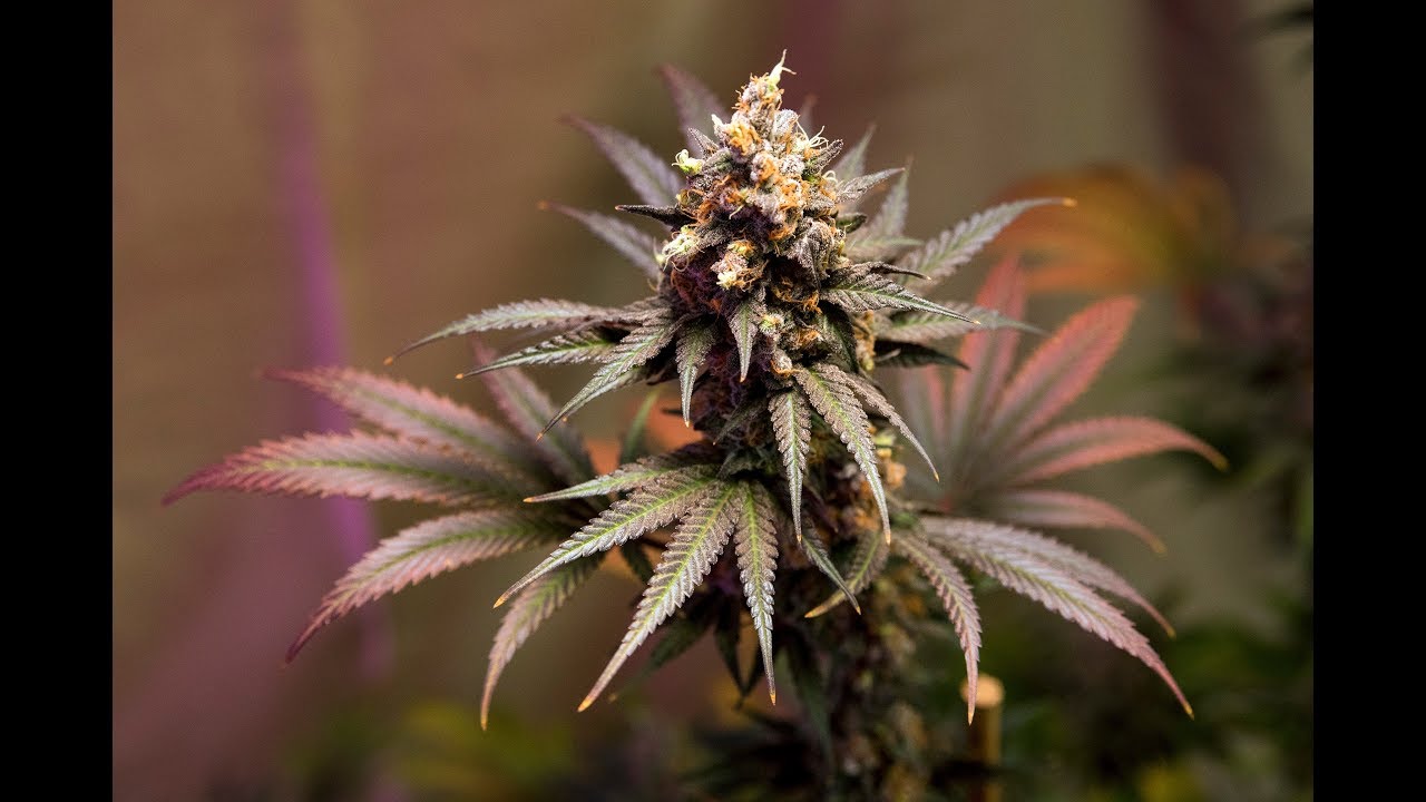 Blueberry OG strain by Barney's Farm