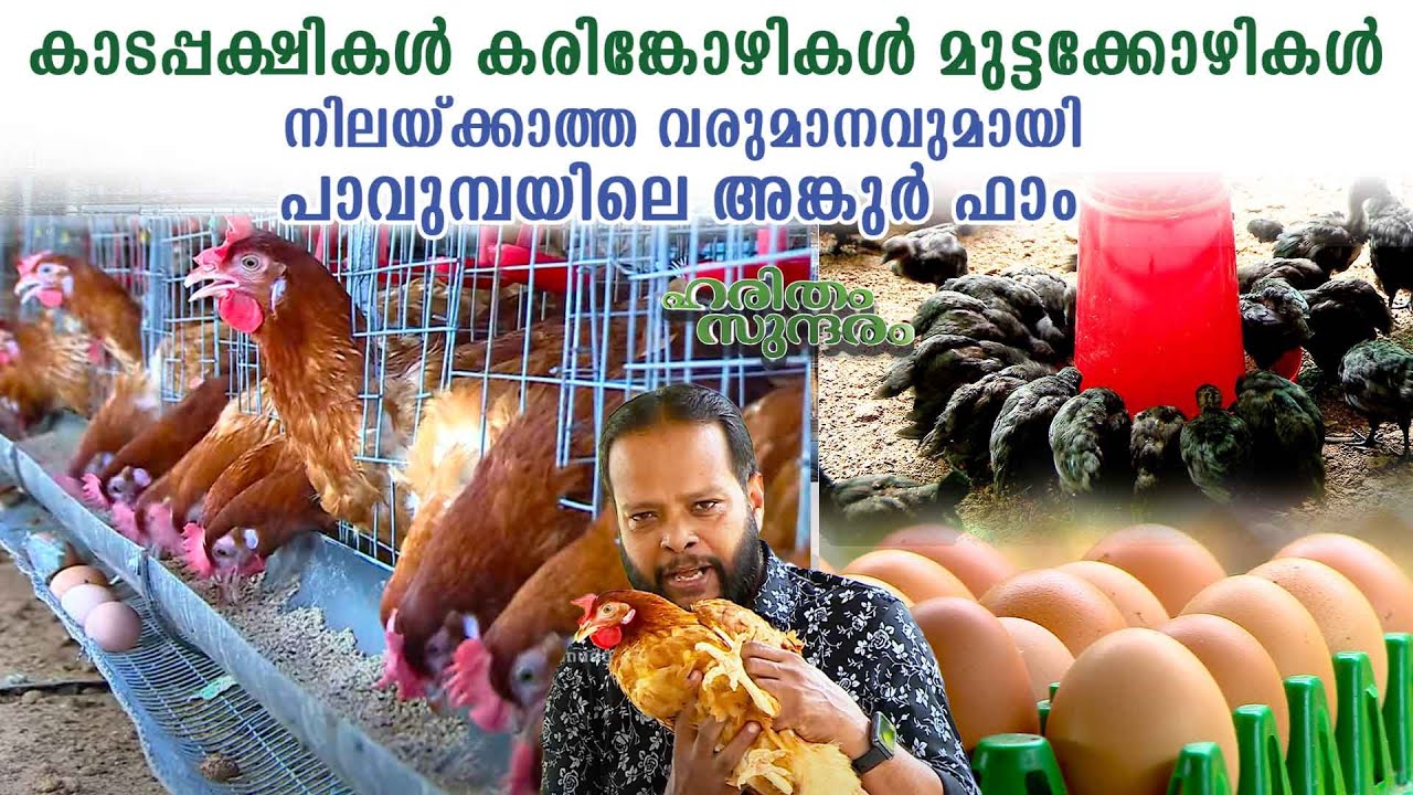 Pavumba Ankur farm earns sustainable income through Poultry farming | Haritham Sundaram 371