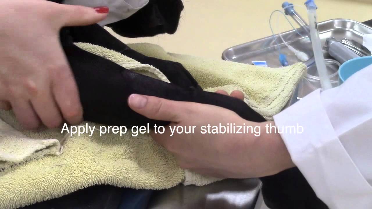 Placing Canine Intravenous Catheter (Veterinary Technician Education) - Updated Video