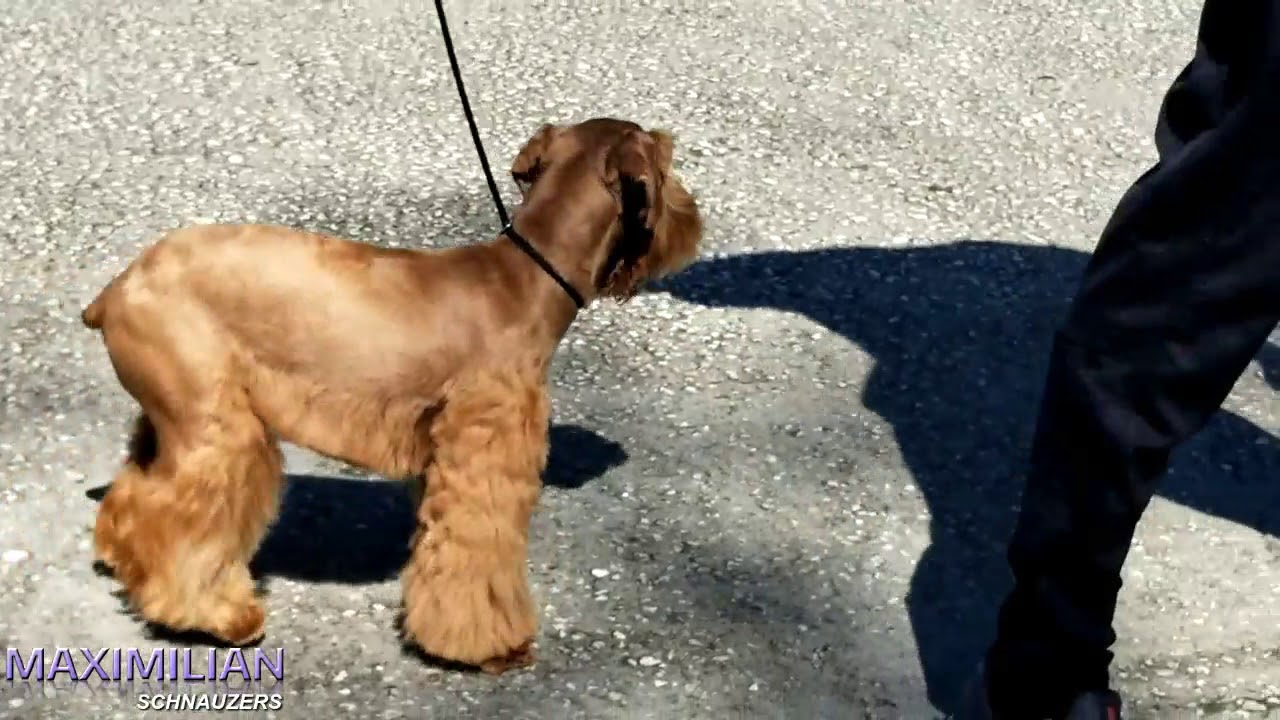 The Rare Red Wheaten Schnauzer