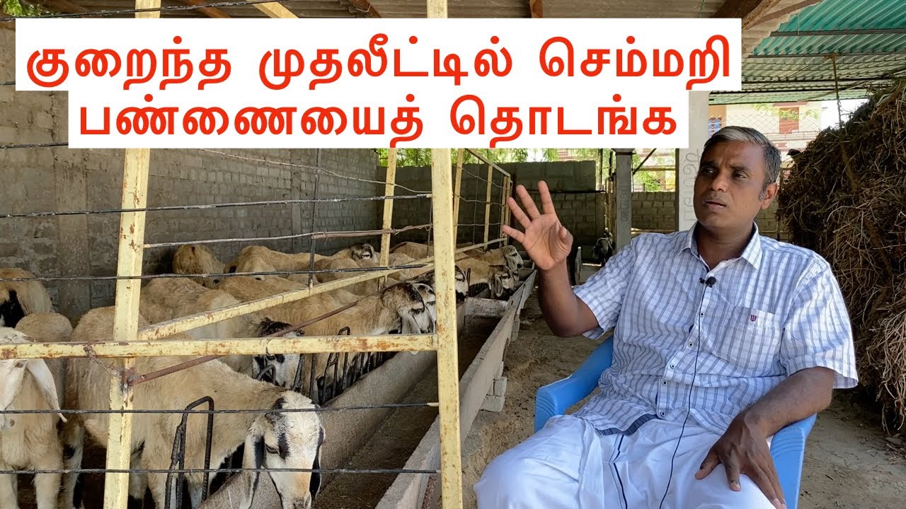 Start sheep farm with minimal investment | Scientific approach in sheep fattening