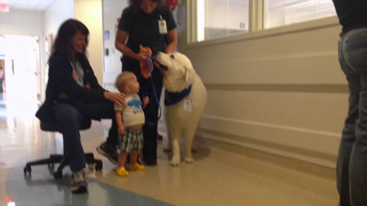 Child with Down Syndrome learning to walk with a physical thearpy dog.