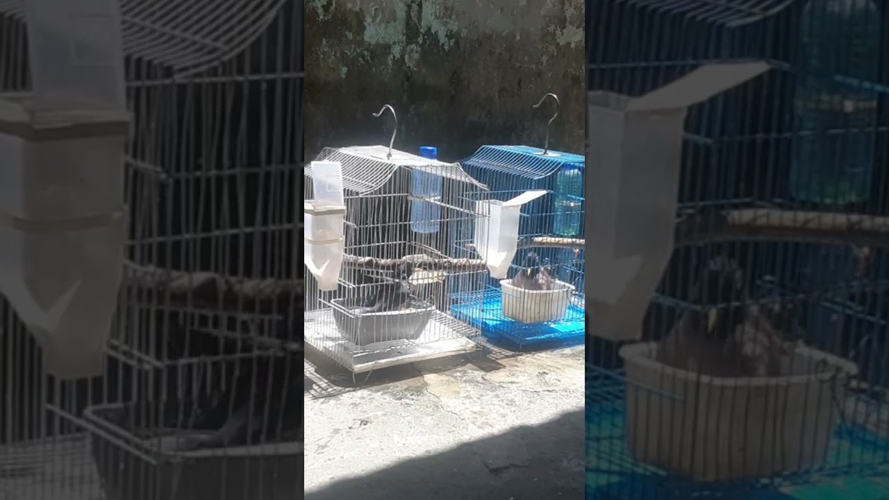 chim s&aacute;o tắm nước #khinguyenvlog