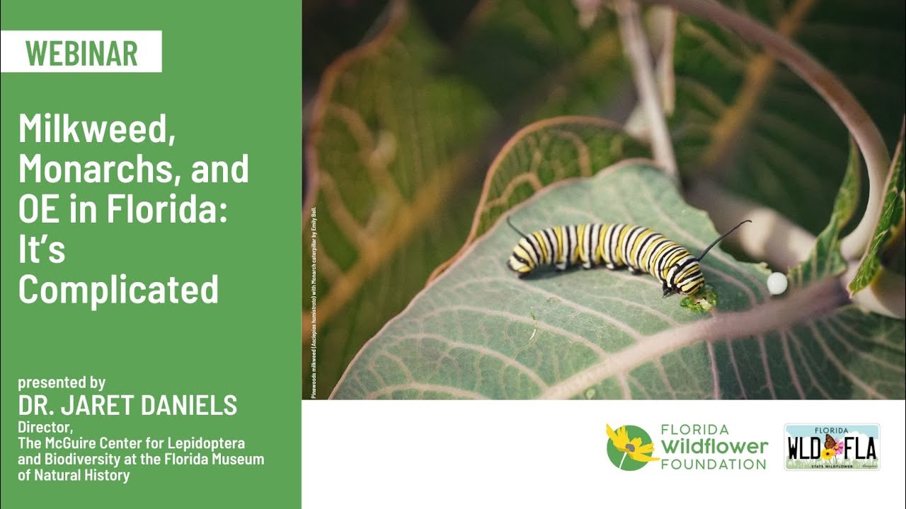 Milkweed, Monarchs and OE in Florida: It’s Complicated