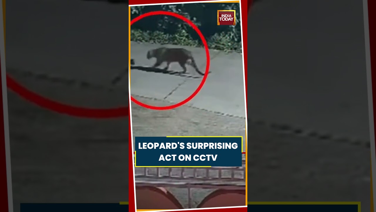 LEOPARD'S SURPRISING ACT ON CCTV #Palghar #Leopard #leopardsighting  #shortsviral