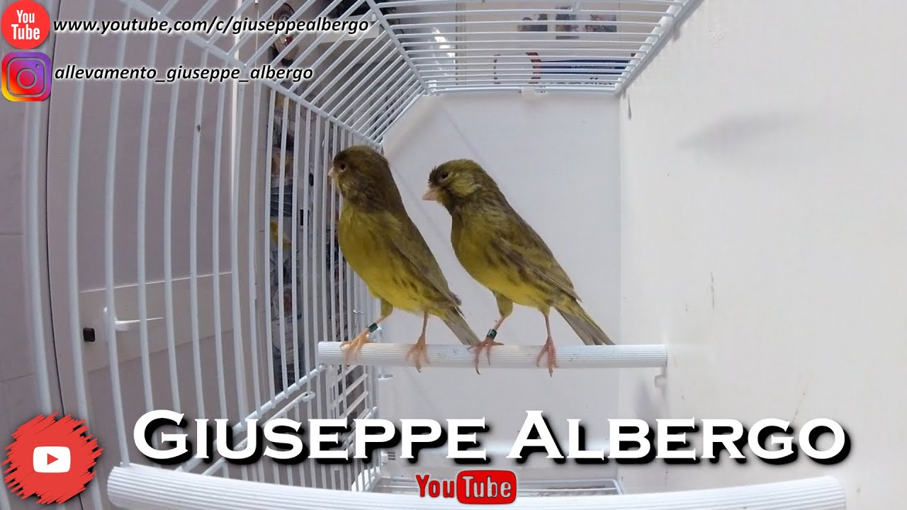 CANARINI: Periodo Riproduttivo!! - Giuseppe Albergo