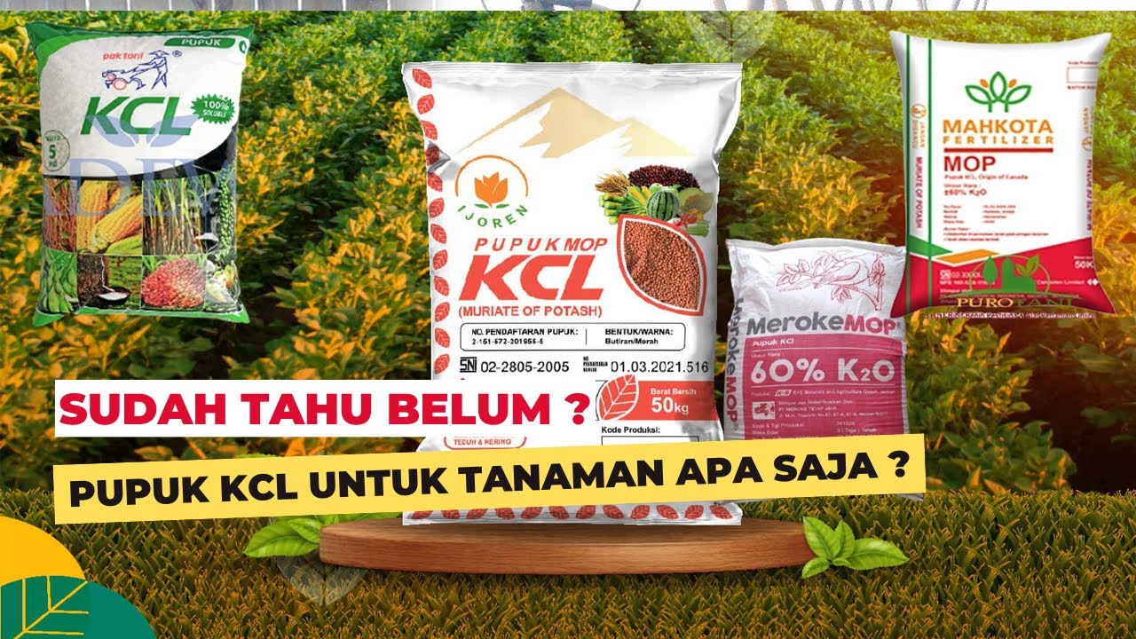 Manfaat Pupuk KCL Pak Tani/MOP/Mahkota Untuk Sawit Padi Jagung, Kurang Bagus Untuk Cabe Durian
