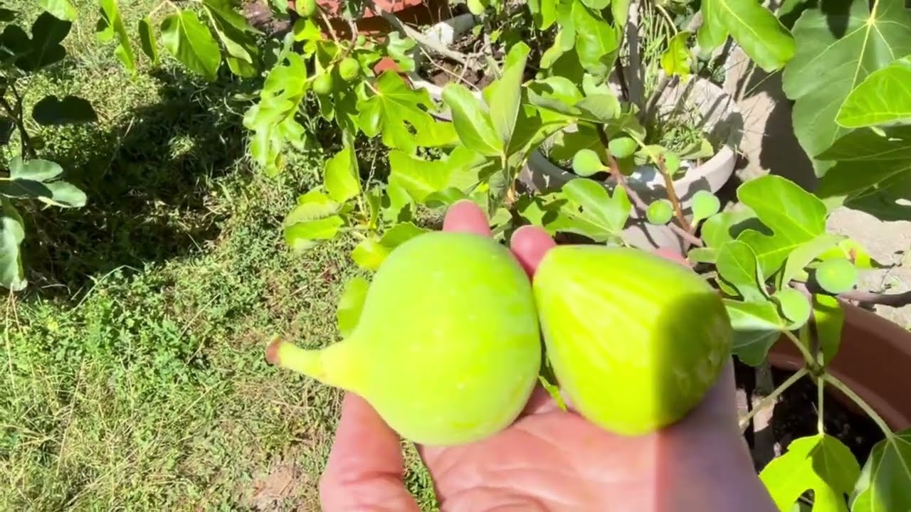 Ficus Carica. Figs. Инжир во Франции, 22.08.25 Сорта Dalmatie, Ice Cristal, Conadria, Jeg, Sultan.