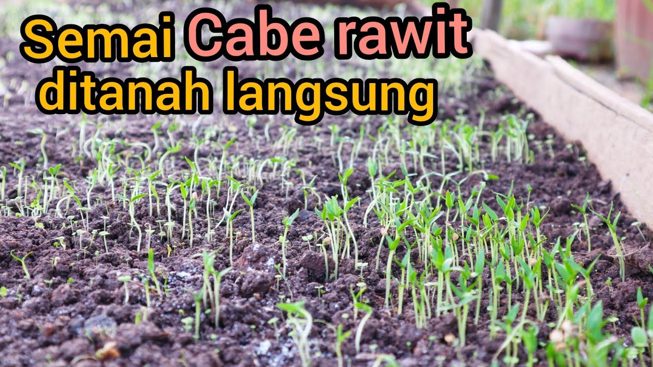Cara menyemai cabe rawit di tanah langsung