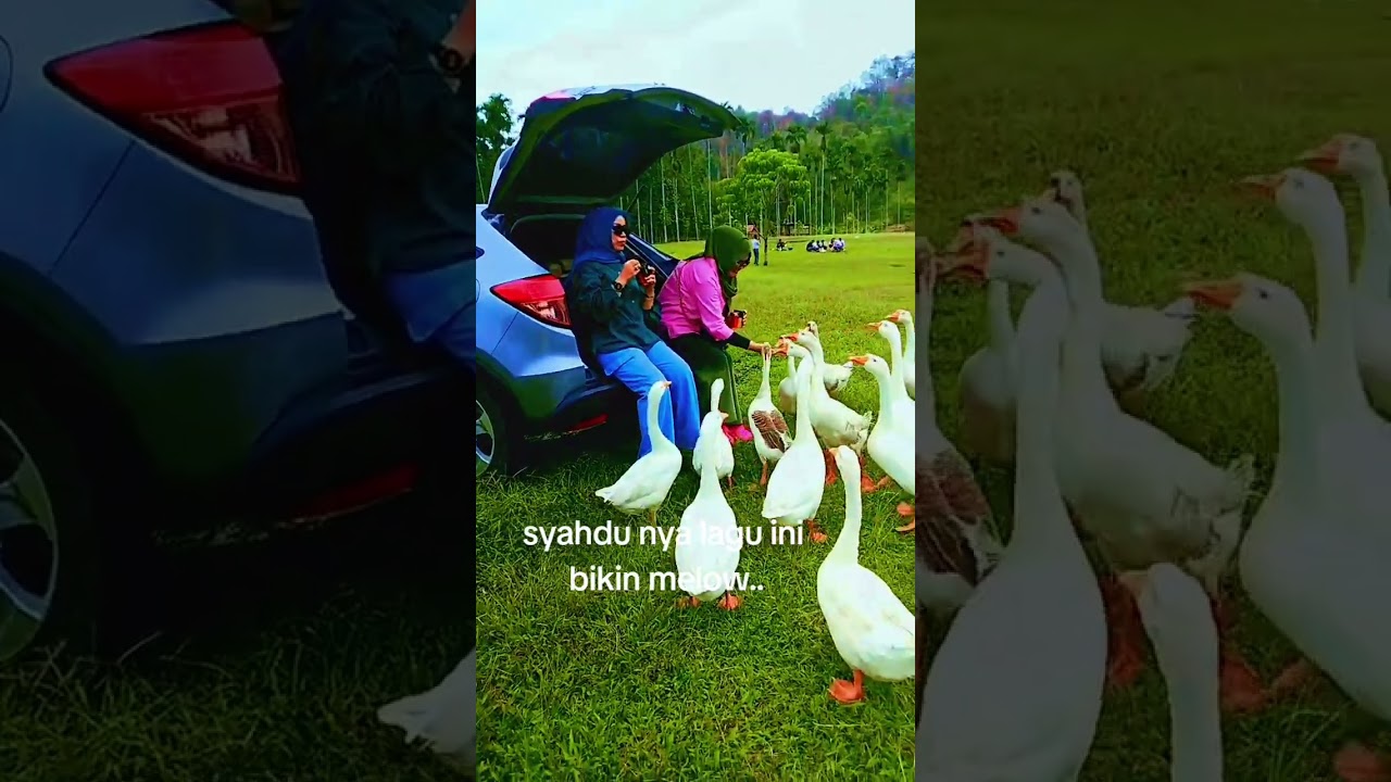 bermain sama satwa di alam bebas..