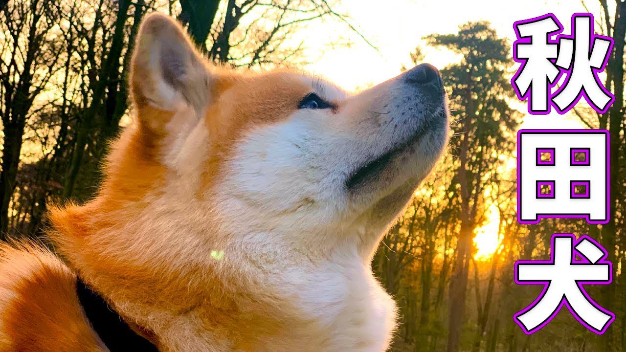 AKITA INU - 5 Years Of Loyalty | A Birthday Story | 秋田犬
