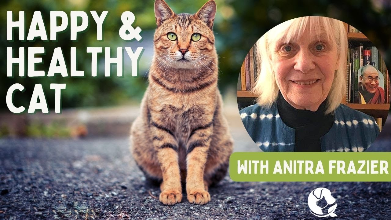 Holistic Cat Health Tips from Anitra Frazier | Expert Advice for a Happy, Healthy Cat