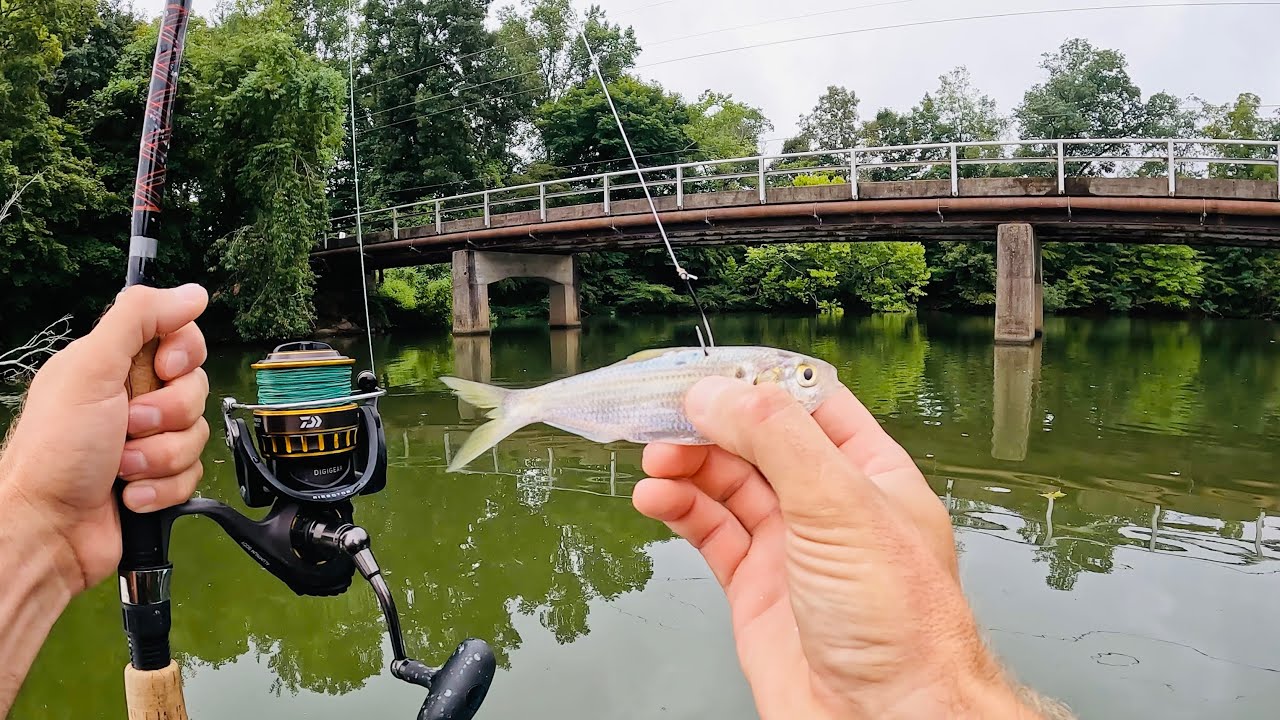 LIVE BAIT MAYHEM! Light Tackle Catfishing for River GIANTS