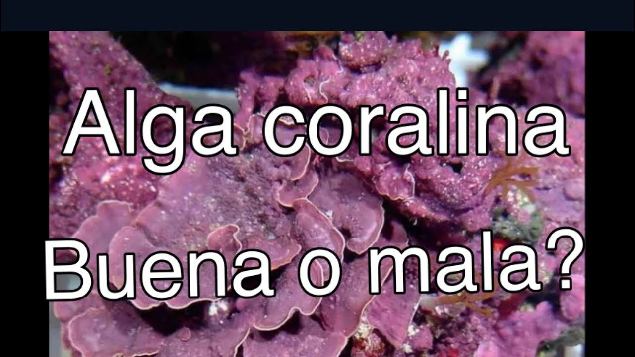 Alga coralina es buena o es mala?? Acuarios marinos