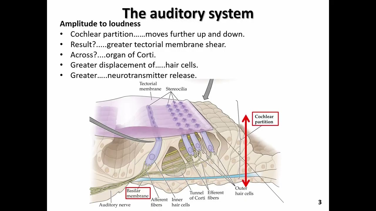 AUDITORY SYSTEM   PART 2 slides 1 4