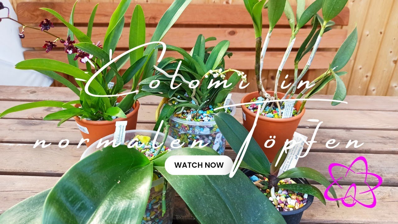 Orchideen-Trick: So gedeihen deine Phalaenopsis mit Colomi Substrat im Topf