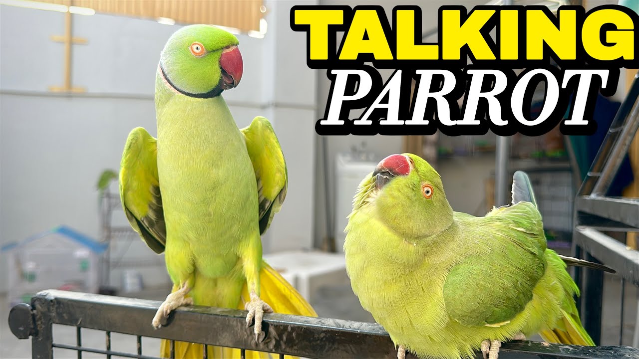 Talking Parrot | Green Parrot Sounds | Mithu Mithu