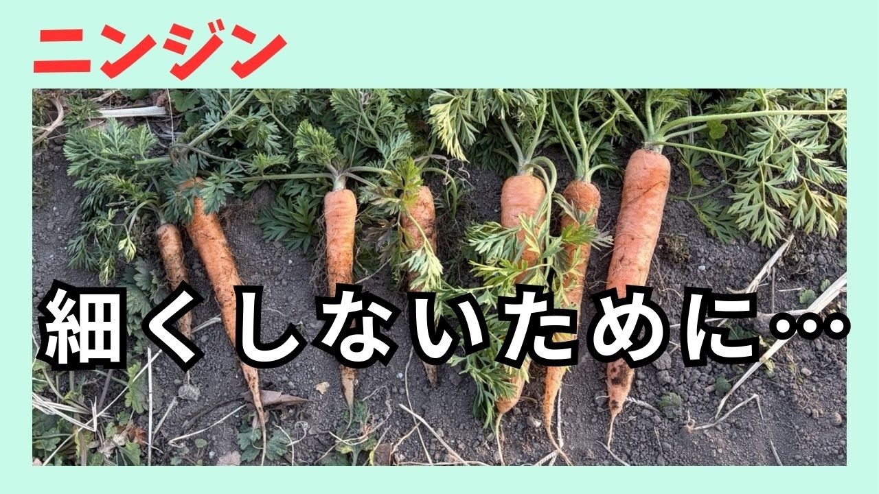 ニンジンが太らない原因｜発芽後の管理が大事