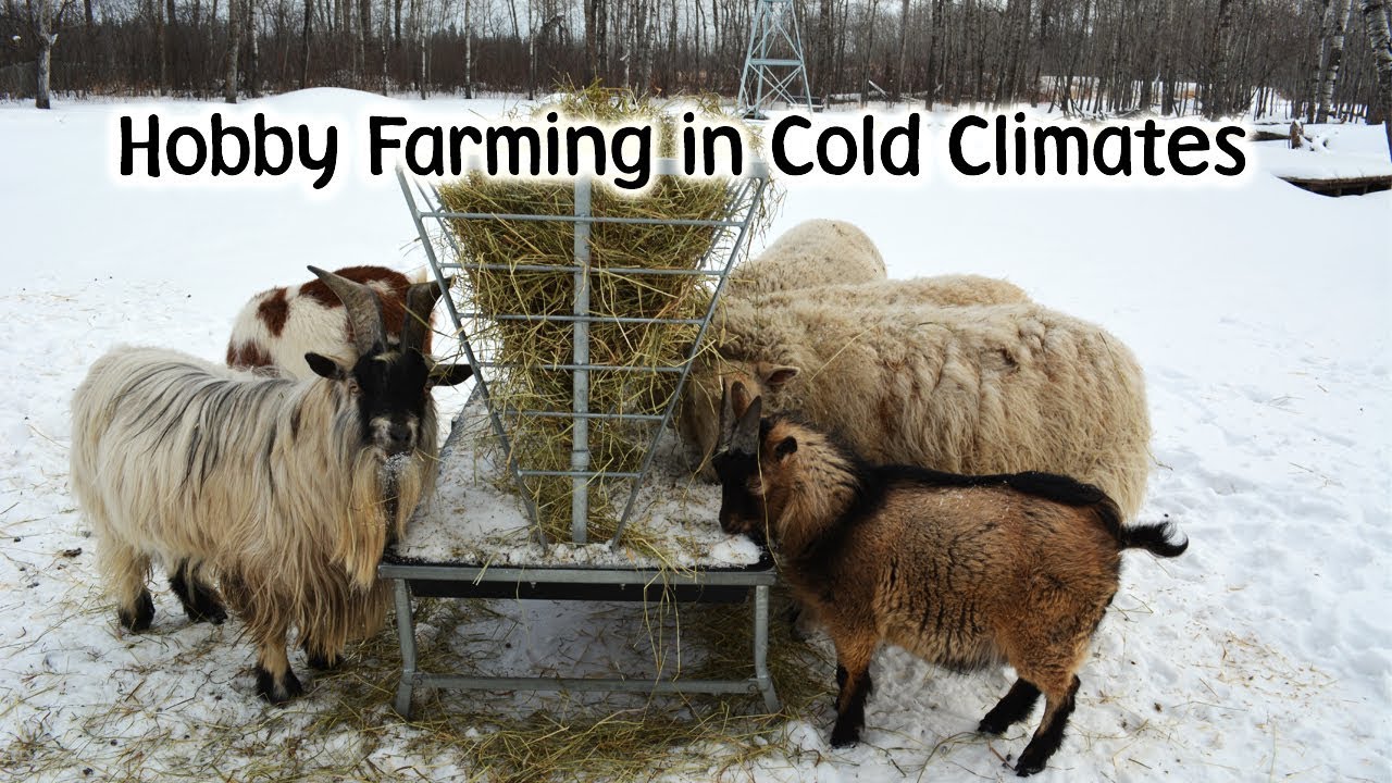 Hobby Farming in a Cold Climate