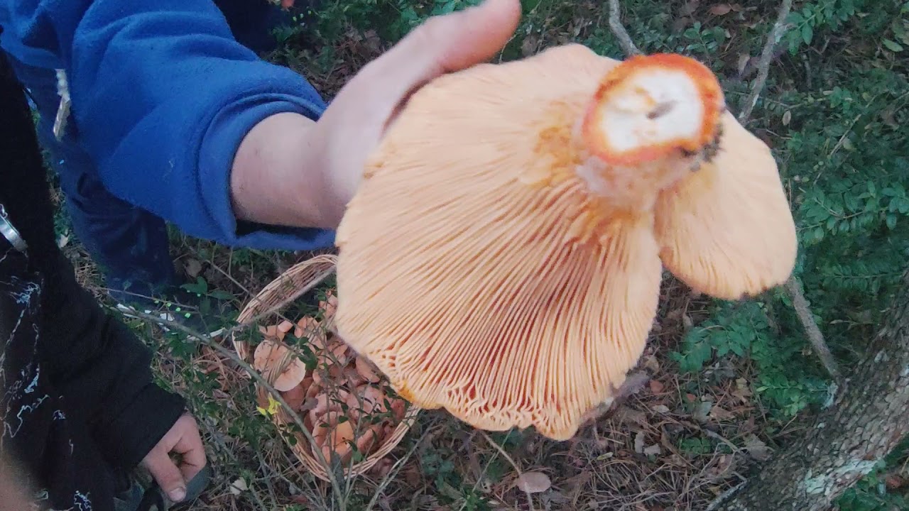 Niscalos cogiendo setas en compa&ntilde;&iacute;a 🙂🙂🙂🍄🍄🍄🍄