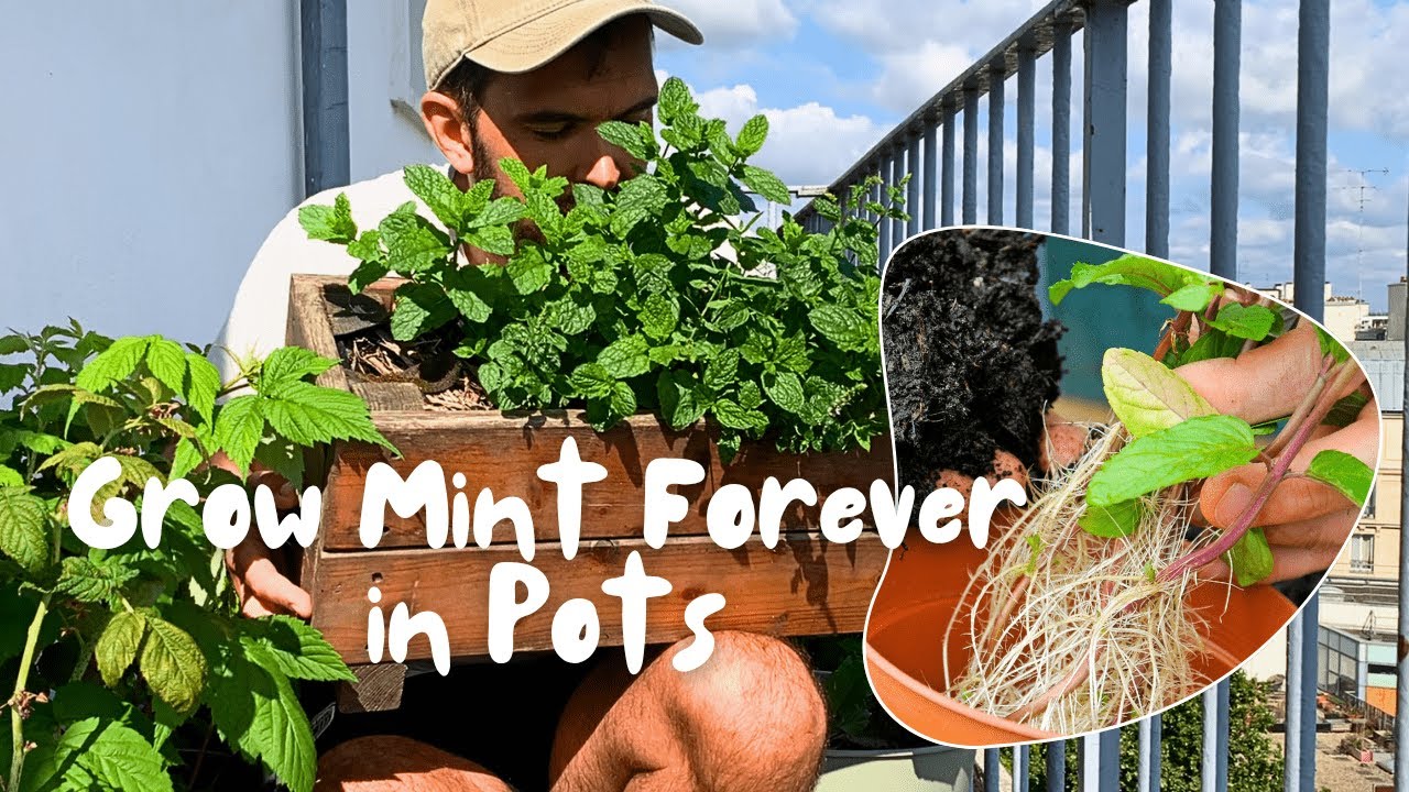 Never Buy Mint Again 🌿 How to Grow Mint Forever in Pots