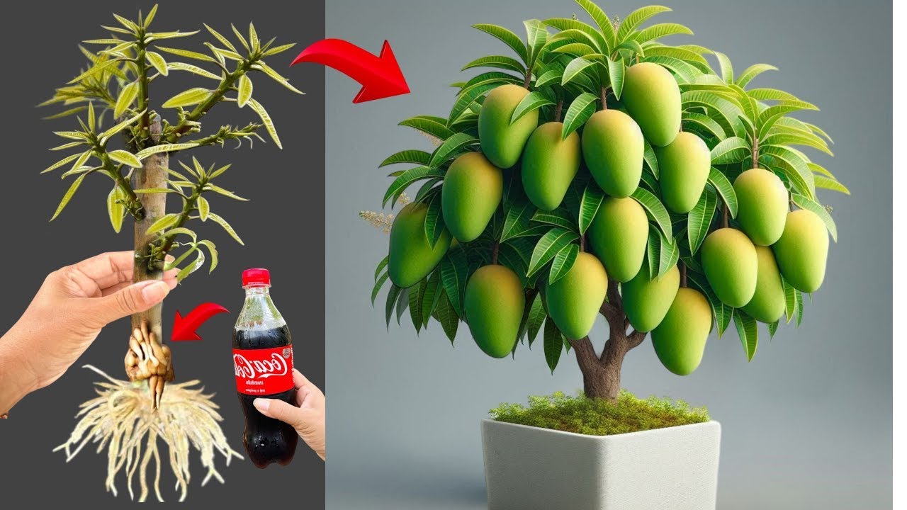 Amazing Results Propagate Mango Trees with Coca Cola and Aloe Vera