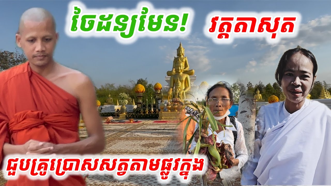 #ចៃដន្យមែន!#ជួបគ្រូប្រោសត្វតាមផ្លូវក្នុងនៅវត្តតាសុតលើកោះប្រជុំទេព
