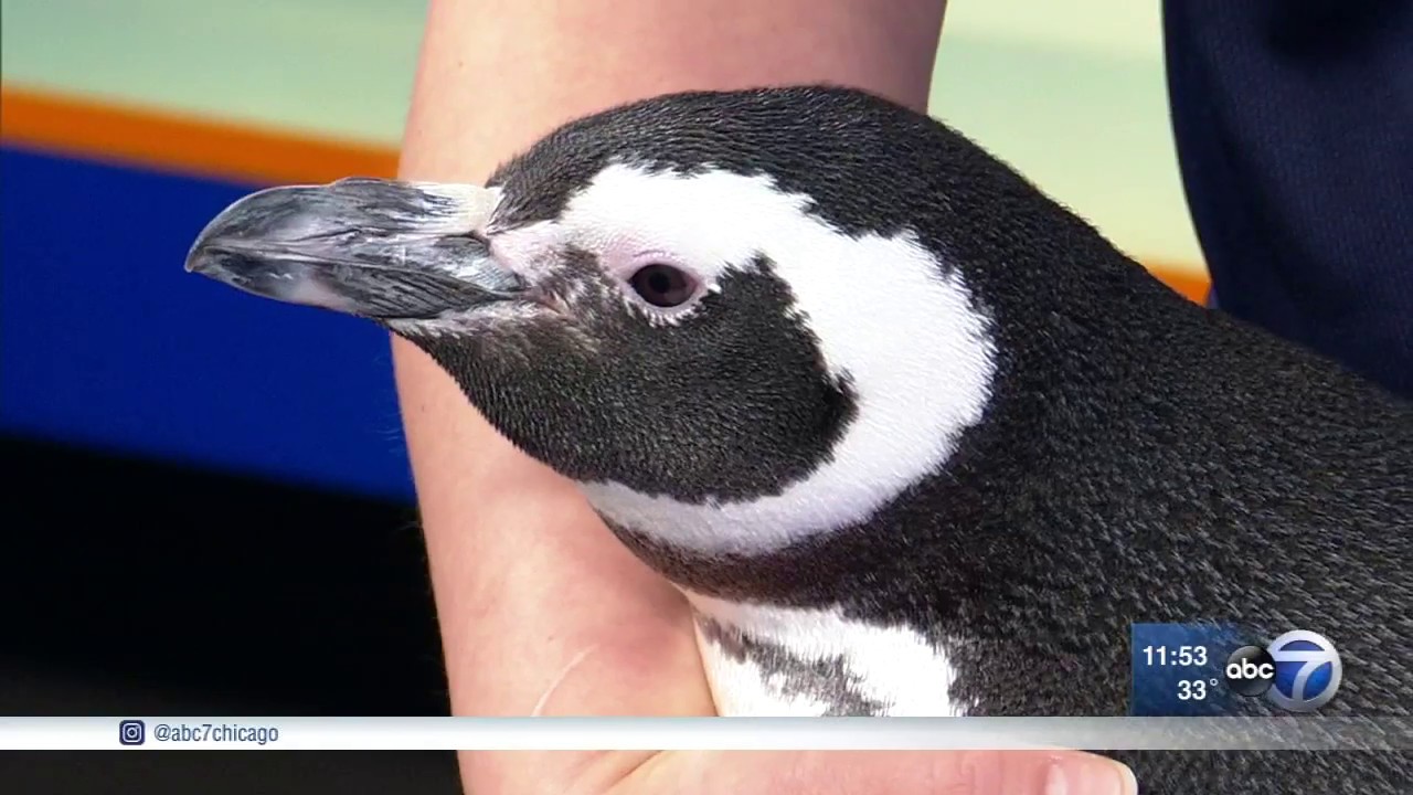 Shedd Aquarium lets guests get up close to penguin
