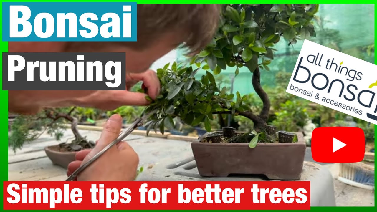 How To Prune Bonsai Trees - Using a Satsuki Azalea This Time