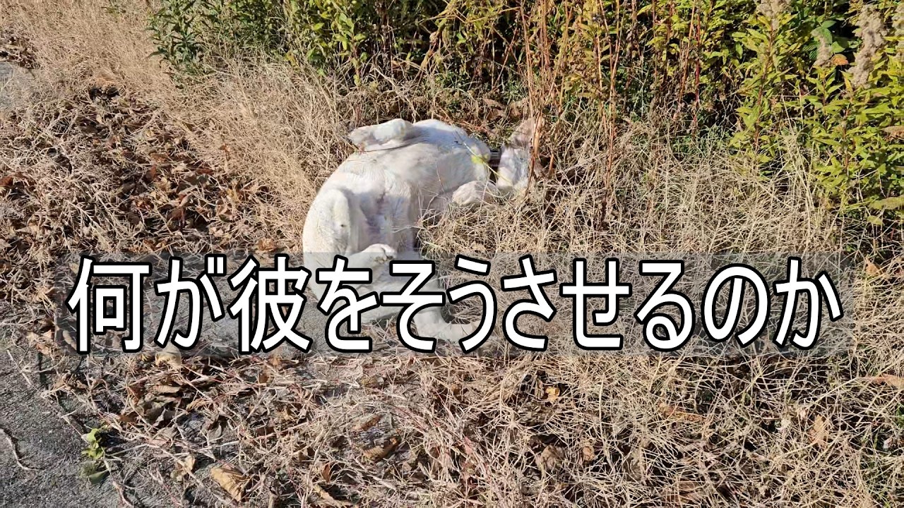 犬のスリスリ活動の謎　カマキリ編　なぜこんなことを？