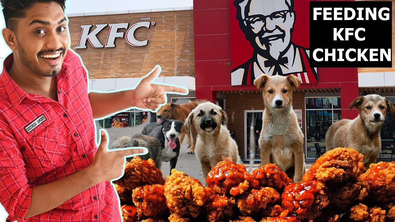 Feeding KFC CHICKEN TO STREET DOGS *GONE WRONG*😐