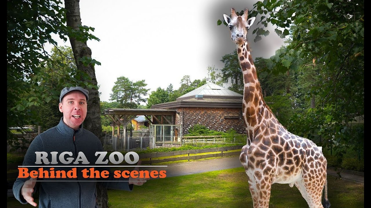 Riga Zoo Insectarium & Giraffe House: Full Behind-the-Scenes Tour