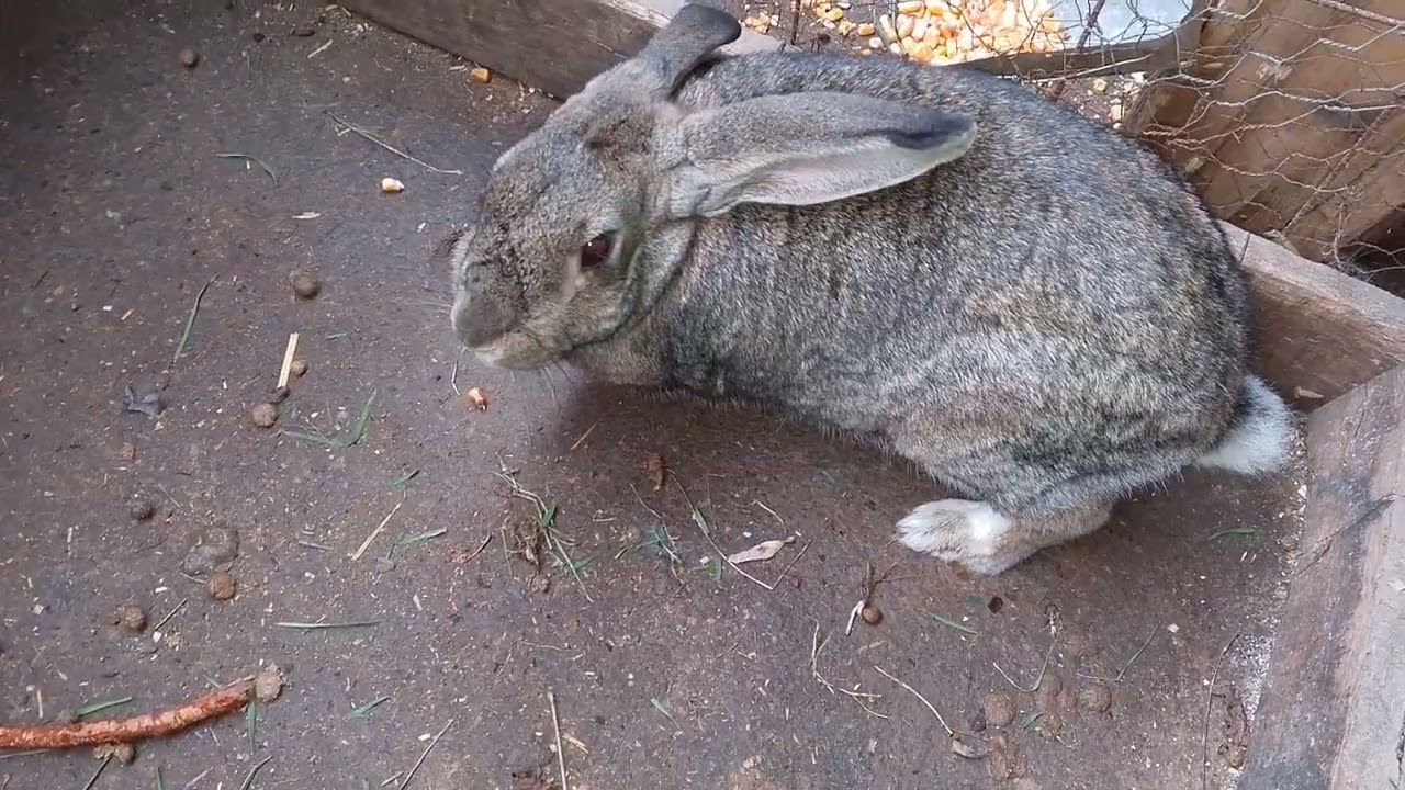 Primul video !!! Haideți cu o abonare.