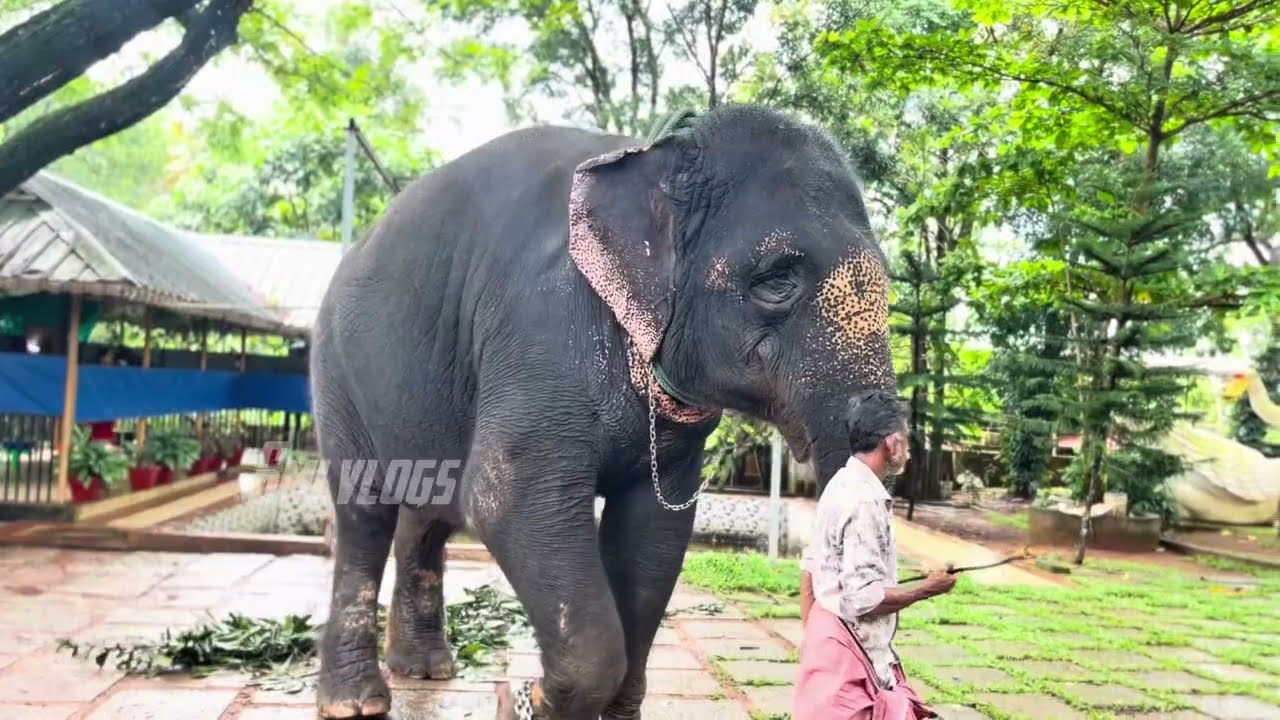 പുത്തൻകുളം ഷാജിയുടെ ആനകളെ കാണാൻ കാവേരി പാർക്കിലേക്ക് | PUTHENKULAM KAVERI ELEPHANT PARK ❤️ |