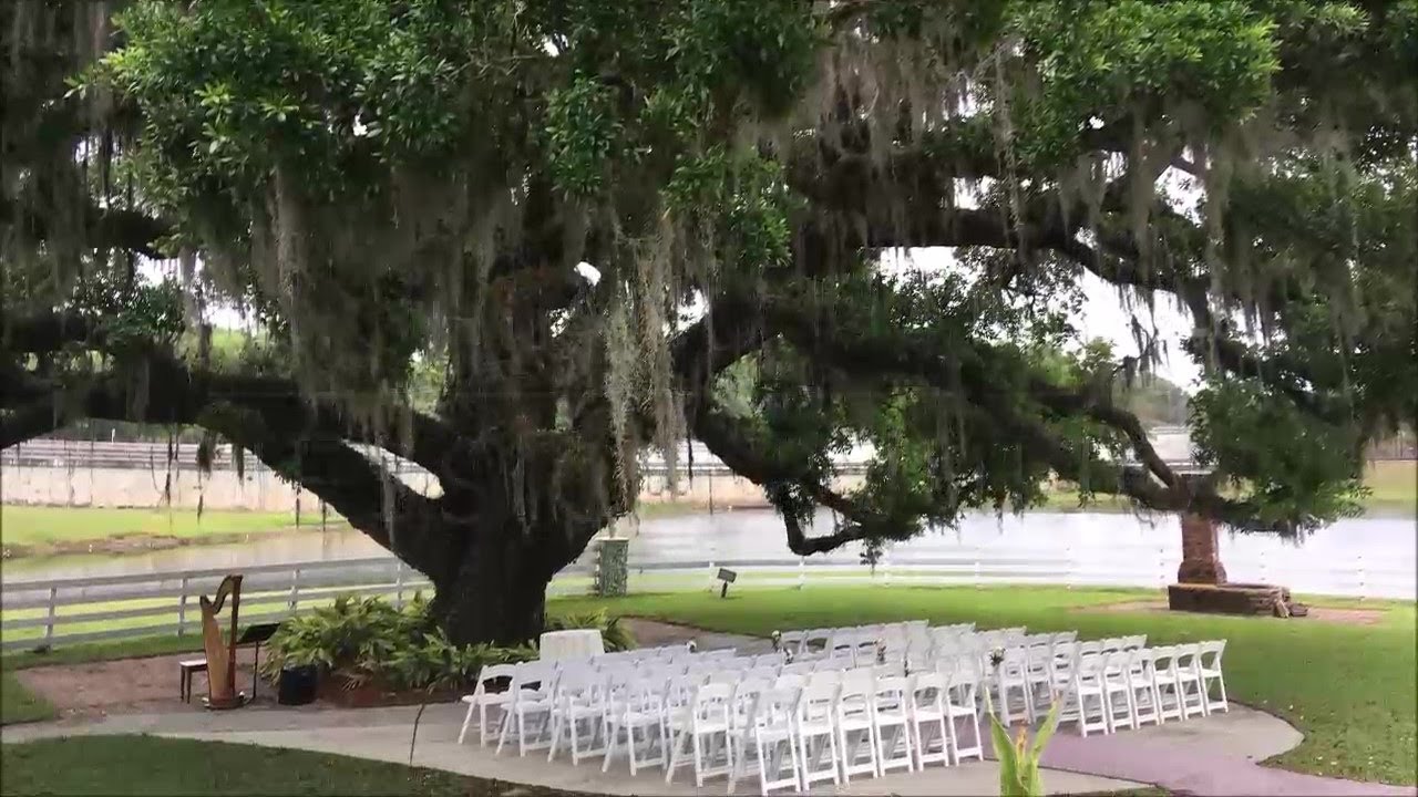 Highland Manor Apopka wedding ceremony / Is That Alright from A Star Is Born / Harp Cover