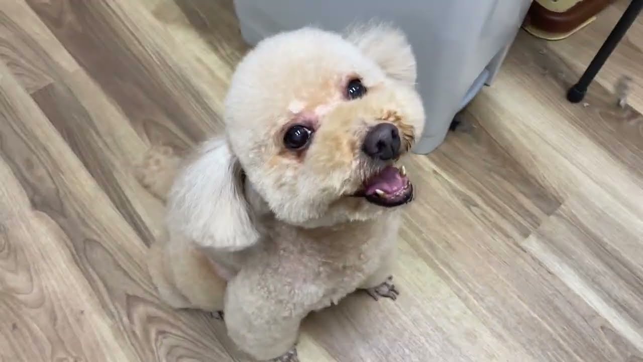 はなちゃんのカット
