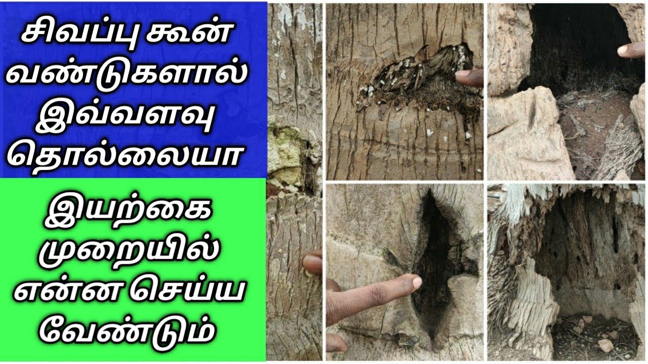 சிகப்பு கூன் வண்டு தாக்குதலுக்கு உள்ளான தென்னை/தென்னை பாதுகாப்பு.
