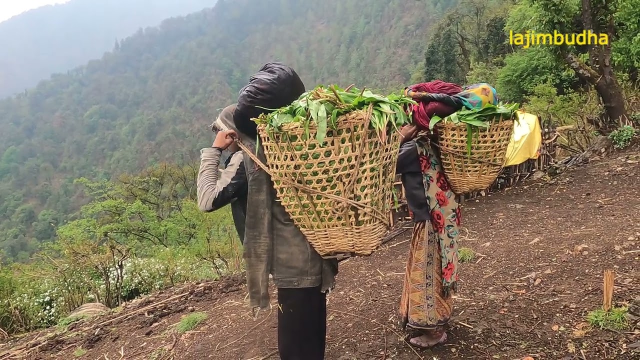 hunt the wild garlic for the Gundri || lajimbudha ||